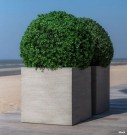 Kunstige planter Buksbom thumbnail