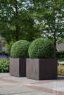 Kunstige planter Buksbom thumbnail