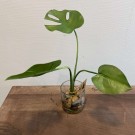 Liten monstera i glass med stein thumbnail
