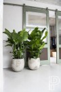Potte Gillard Imperial white thumbnail