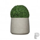 Kunstige planter Buksbom thumbnail