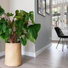 Plantekasser Kenyi – sett med 3 stk thumbnail