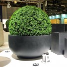 Kunstige planter Buksbom thumbnail