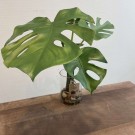 Stor monstera i glass med stein thumbnail