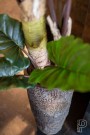 Plantekasse Dax Imperial brown thumbnail