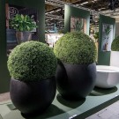 Kunstige planter Buksbom thumbnail