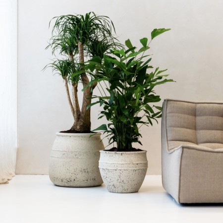 Mediterranean plantekasser