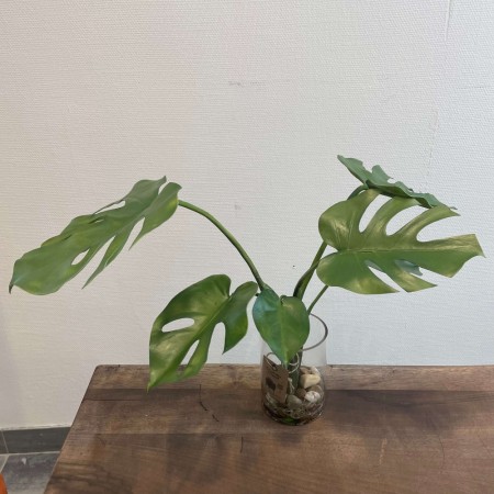 Stor monstera i glass med stein
