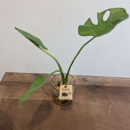 Liten monstera i glass med stein